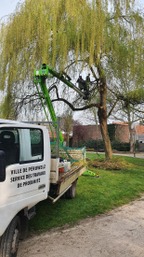Elagage dans le parc communal